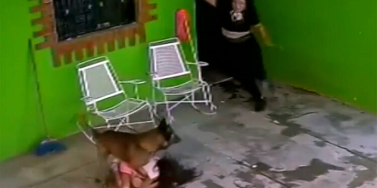 Τρομακτική επίθεση σκύλου σε 7χρονο: Την άρπαξε από το κεφάλι και την κουνούσε δεξιά-αριστερά (video)