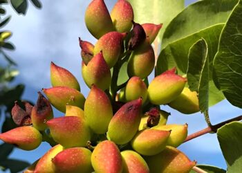 Ο ελληνικός ξηρός καρπός που αδυνατίζει, ρίχνει πίεση, σάκχαρο και χοληστερίνη