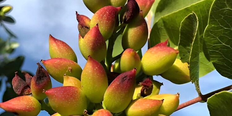 Ο ελληνικός ξηρός καρπός που αδυνατίζει, ρίχνει πίεση, σάκχαρο και χοληστερίνη