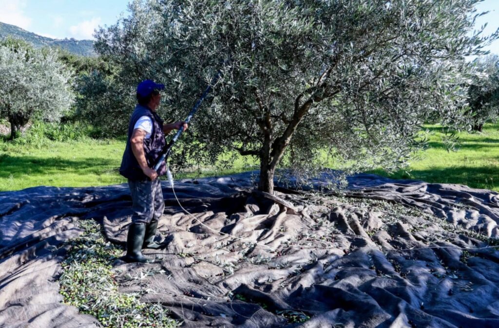 Alldaynews.gr ελιές