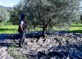 «Βόμβα» για όσους έχουν ελιές στην Ελλάδα, ακόμη και αν δεν τις μαζεύουν ή δεν βγάζουν λάδι – Πρέπει να κάνουν 1 πράγμα αλλιώς πληρώνουν