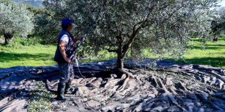 «Βόμβα» για όσους έχουν ελιές στην Ελλάδα, ακόμη και αν δεν τις μαζεύουν ή δεν βγάζουν λάδι – Πρέπει να κάνουν 1 πράγμα αλλιώς πληρώνουν