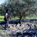 «Βόμβα» για όσους έχουν ελιές στην Ελλάδα, ακόμη και αν δεν τις μαζεύουν ή δεν βγάζουν λάδι – Πρέπει να κάνουν 1 πράγμα αλλιώς πληρώνουν