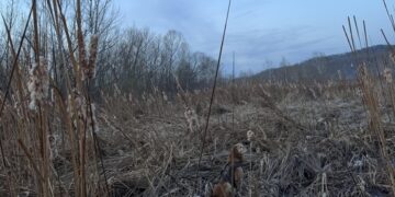 Οπτική ψευδαίσθηση: Είσαι οπτική ιδιοφυΐα αν μπορείς να εντοπίσεις τον κρυμμένο σκύλο στο χωράφι