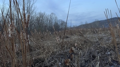 Μια οπτική ψευδαίσθηση που δημοσιεύτηκε στο Reddit προκάλεσε τους χρήστες να βρουν έναν κρυμμένο σκύλο. Μια οπτική ψευδαίσθηση που δημοσιεύτηκε στο Reddit προκάλεσε τους χρήστες να βρουν έναν κρυμμένο σκύλο.