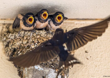 Ένα χελιδόνι έχει φτιάξει τη φωλιά του κάτω από τη στέγη ενός σπιτιού: Tι σημαίνει αυτός ο δημοφιλής οιωνός;