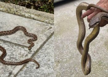 Παίρνει μόνο 1 λεπτό και σώζει ζωές: Τι κάνουμε αν δούμε φίδι στο σπίτι ή στην αυλή μας και τι αν μας δαγκώσει