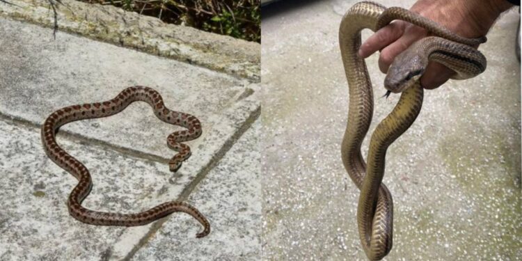 Παίρνει μόνο 1 λεπτό και σώζει ζωές: Τι κάνουμε αν δούμε φίδι στο σπίτι ή στην αυλή μας και τι αν μας δαγκώσει