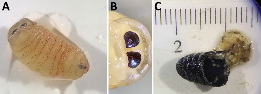 Alldaynews.gr προνυμφες μυγας