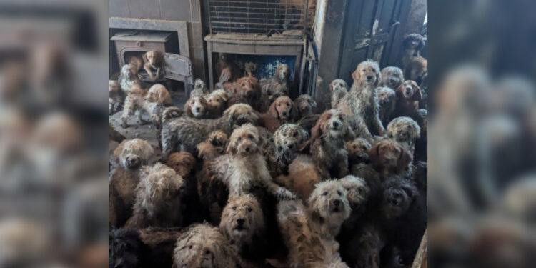 Η σοκαριστική ανακάλυψη 250 σκύλων που ζούσαν σε άθλιες συνθήκες (video)