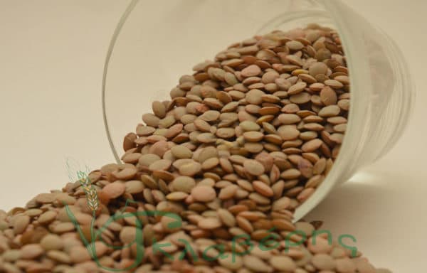 fakes chondres canada 600x384 1