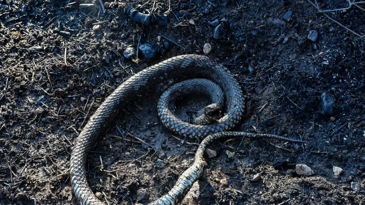 fidi eurok 1200x675 1