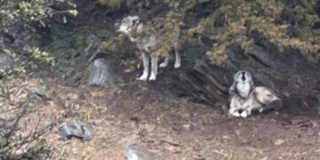 Λύκος άρπαξε νήπιο σε ζωολογικό κήπο ενώ οι γονείς έπαιζαν με τα κινητά τους σε παγκάκι