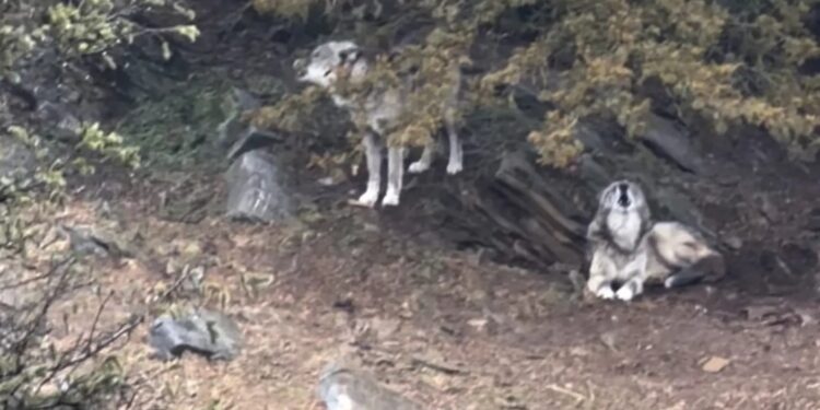 Λύκος άρπαξε νήπιο σε ζωολογικό κήπο ενώ οι γονείς έπαιζαν με τα κινητά τους σε παγκάκι