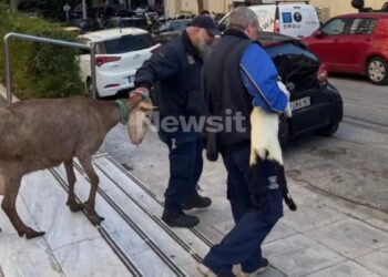 Δεν θα πιστεύετε ποιος είναι ο άντρας που το είχε παράνομο μαντρί στους Αμπελόκήπους
