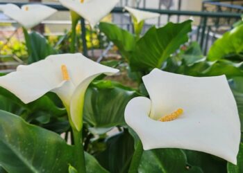 Τι σημαίνει να έχετε κρίνα στο σπίτι σας – Δείτε τι πρέπει να προσέξετε