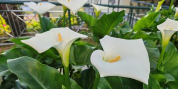 Τι σημαίνει να έχετε κρίνα στο σπίτι σας – Δείτε τι πρέπει να προσέξετε