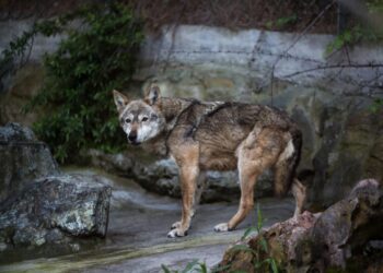 Λύκος άρπαξε νήπιο σε ζωολογικό κήπο ενώ οι γονείς έπαιζαν με τα κινητά τους σε παγκάκι (video)