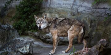 Alldaynews.gr Λύκος άρπαξε νήπιο σε ζωολογικό κήπο ενώ οι γονείς έπαιζαν με τα κινητά τους σε παγκάκι (video)