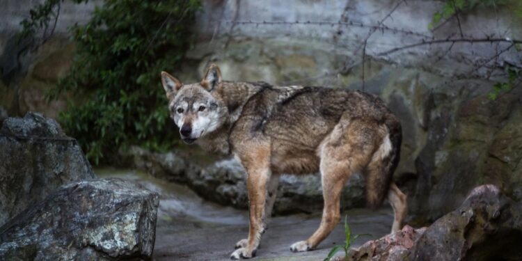 Alldaynews.gr Λύκος άρπαξε νήπιο σε ζωολογικό κήπο ενώ οι γονείς έπαιζαν με τα κινητά τους σε παγκάκι (video)