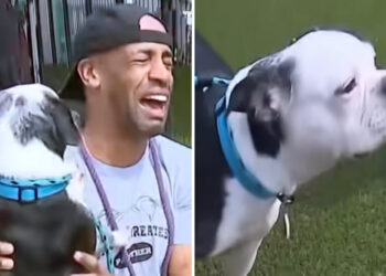 Άνδρας βρήκε ξανά τον σκύλο του έπειτα από τρία χρόνια – Δείτε τη συγκινητική στιγμή της επανένωσής τους