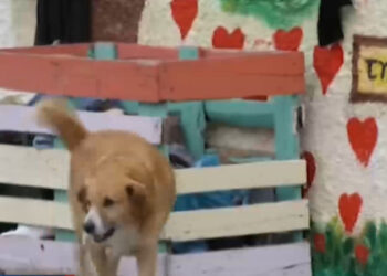 Στη ΜΕΘ διασωληνωμένο 4χρονο αγοράκι – Δαγκωματιές σε κεφάλι, πρόσωπο και σώμα από σκύλο (video)