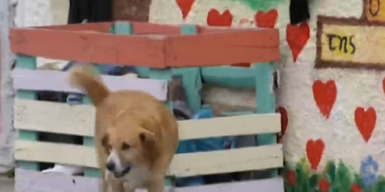 ΕΚΤΑΚΤΟ: Στη ΜΕΘ διασωληνωμένο 4χρονο αγοράκι – Δαγκωματιές σε κεφάλι, πρόσωπο και σώμα από σκύλο (video)