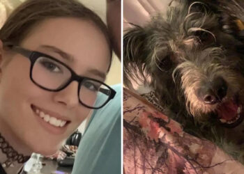 Αυτός είναι ο σκύλος που κατασπάραξε την 19χρονη μετά από 7 χρόνια στο σπίτι – Κοιμόντουσαν μαζί και τη δάγκωσε στο λαιμό (video)