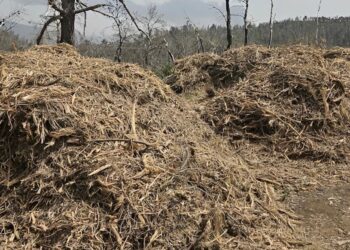 Καθαρισμός οικοπέδων 2026: Η μεγάλη αλλαγή στις φετινές δηλώσεις – Τα πρόστιμα