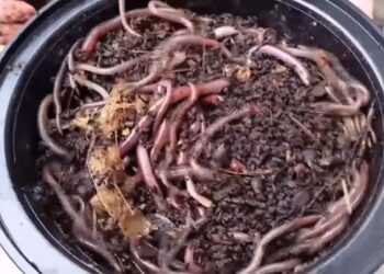 Συναγερμός για τα «τρελά σκουλήκια» – Αναπαράγονται μόνα τους, καταστρέφουν το έδαφος και δεν εξολοθρεύονται