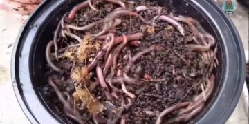 Συναγερμός για τα «τρελά σκουλήκια» – Αναπαράγονται μόνα τους, καταστρέφουν το έδαφος και δεν εξολοθρεύονται