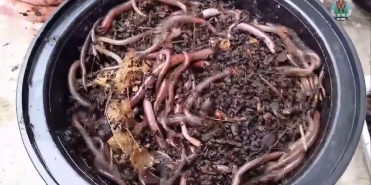 Συναγερμός για τα «τρελά σκουλήκια» – Αναπαράγονται μόνα τους, καταστρέφουν το έδαφος και δεν εξολοθρεύονται