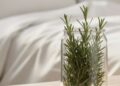 Alldaynews.gr Το βότανο που πρέπει να βάλετε σε βάζο μέσα στην κρεβατοκάμαρα – Θα σας σώσει