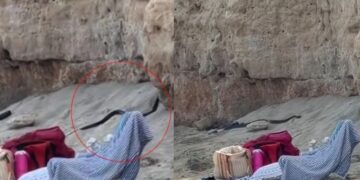 Τρόμος σε γνωστή παραλία: Εμφανίστηκαν μαύρα φίδια από το πουθενά – Έκοβαν βόλτα ανάμεσα στους λουόμενους (video)