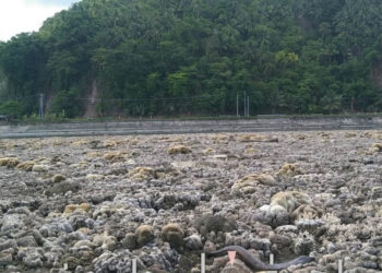 Σεισμός 7,8 Ρίχτερ ανύψωσε τον βυθό μέχρι και 2 μέτρα – Τα κοράλια βγήκαν στην επιφάνεια
