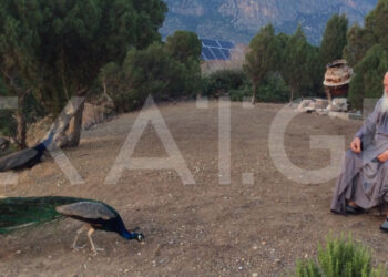 Άμπελος: Η βραχονησίδα του Οσίου Λουκά που ο Ιερώνυμος μεταμόρφωσε σε μικρή Εδέμ