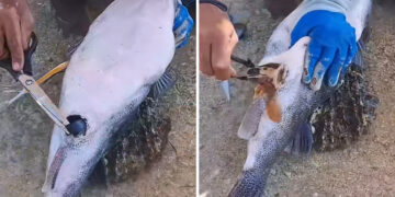 Απίστευτο βίντεο με λαγοκέφαλο: Ψαράς έβγαλε από την κοιλιά του κολυμβητικά γυαλιά (video)