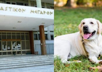 Δραματικές στιγμές στην Λάρισα: 67χρονος σκότωσε σκύλο με καραμπίνα – «Ήταν σαν να μου ‘φαγε παιδί»