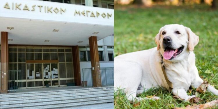 Δραματικές στιγμές στην Λάρισα: 67χρονος σκότωσε σκύλο με καραμπίνα – «Ήταν σαν να μου ‘φαγε παιδί»
