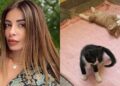 Alldaynews.gr Η Αρναούτη για το 6ψήφιο πρόστιμο στον 55χρονο που εγκατέλειψε γατάκια: «Εγώ, μετά από το τροχαίο, είδα αποζημίωση 39.000 ευρώ»