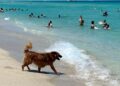 Σκύλος στην παραλία: Ποιες είναι οι υποχρεώσεις ενός κηδεμόνα-ιδιοκτήτη και τι προβλέπει τελικά ο νόμος