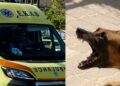Στο νοσοκομείο 7χρονη μετά από επίθεση σκύλου: Την δάγκωσε στο αυτί, τον αυχένα, την ωμοπλάτη και το στέρνο