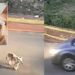 Γαστούνη: To τεpάστιο πρόστιμο χιλιάδων ευρώ στη στη 60χρονη που πάτησε το σκυλάκι με το αμάξι της – Αναμένεται ποινική δίωξη σε βαθμό κακουργήματος