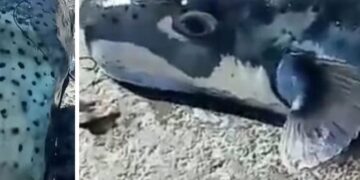 Λαγοκέφαλος δάγκωσε τον Δημήτρη Κανέλλο – Τι είπε ο τραγουδιστής (video)