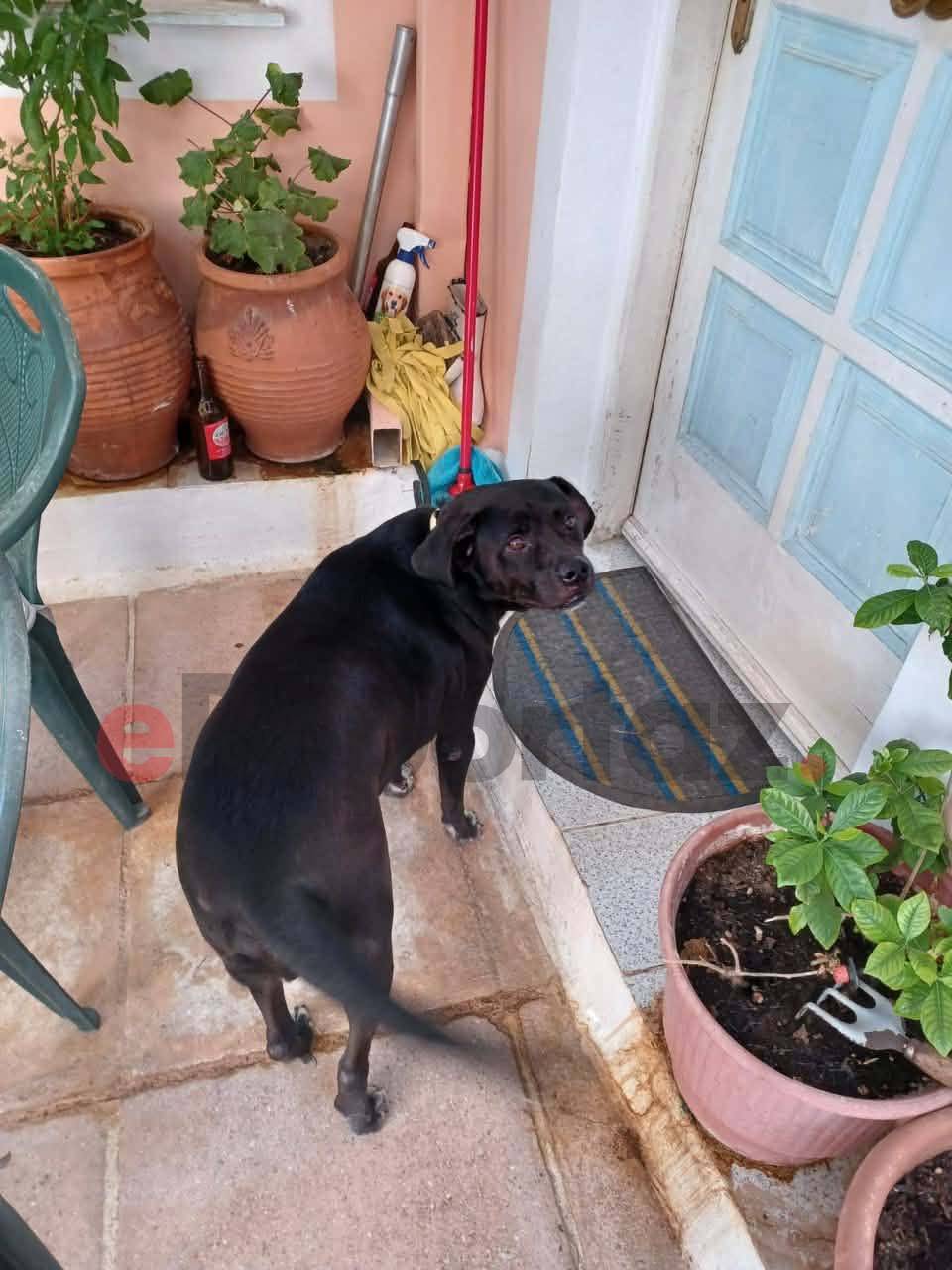 Συγκλονίζει η γυναίκα που o σκύλος της πέθανε στα Πετράλωνα - «Έχασα το μοναδικό μου στήριγμα» 1 733565154 1314103024137656 7123066090820822303 n 1 1