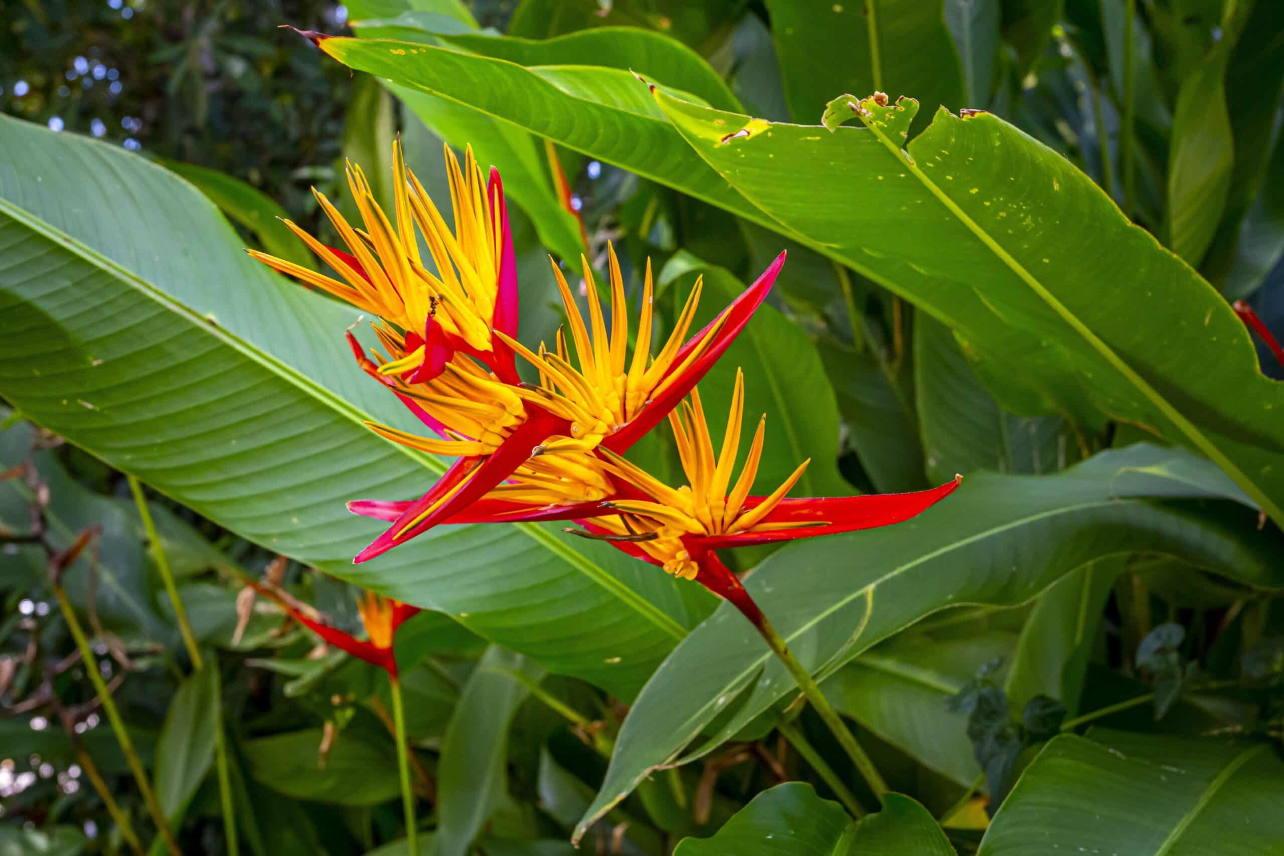 bird of paradise mapro scaled