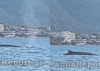 Φάλαινα – φυσητήρας έκανε βόλτες στα Καμένα Βούρλα λίγα μέτρα από την ακτή (video)