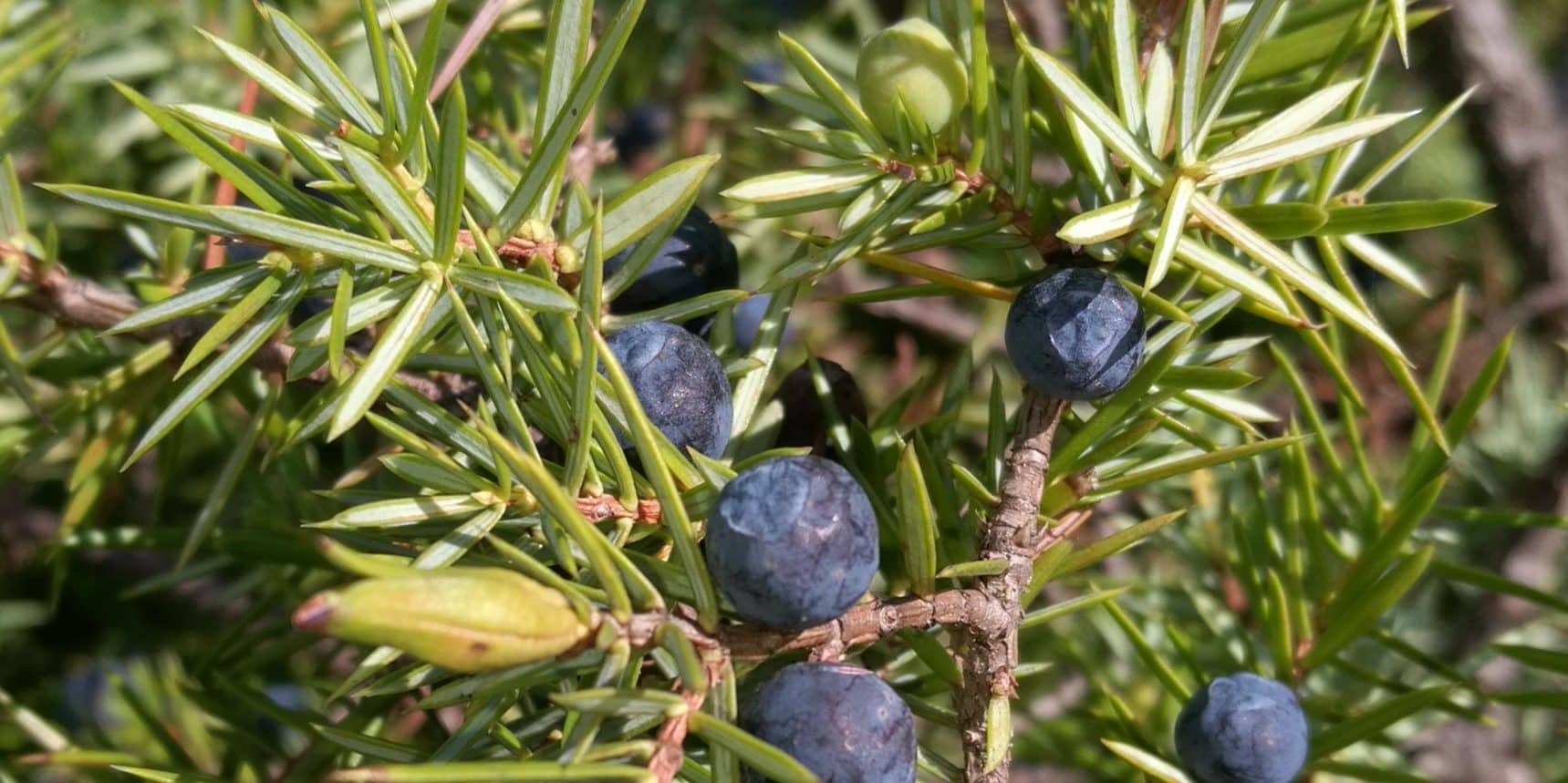 juniperus communis 2 1719x859 1