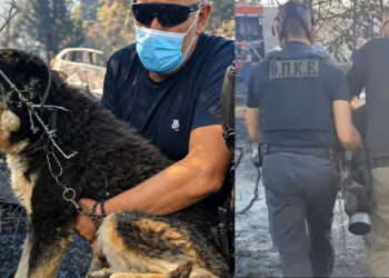Αστυνομικοί έσωσαν σκύλο από τα καμμένα στη φωτιά στο Ωραιόκαστρο