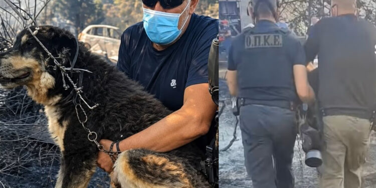 Αστυνομικοί έσωσαν σκύλο από τα καμμένα στη φωτιά στο Ωραιόκαστρο